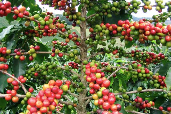 Buscan garantizar precio del café