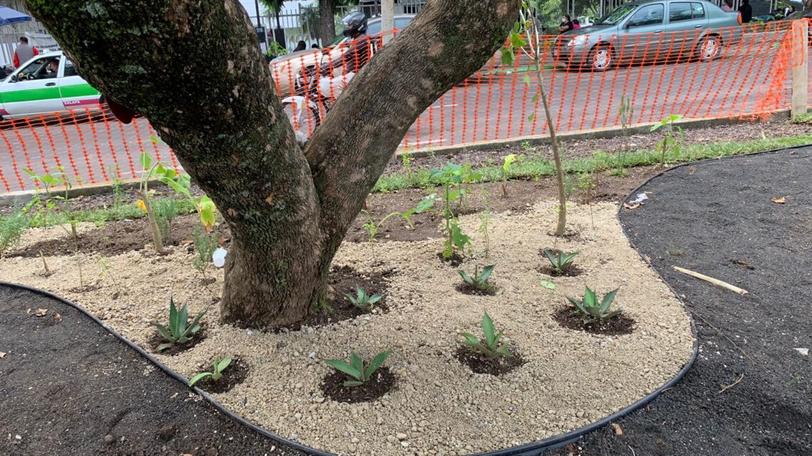 Xalapa: jardines infiltrantes para evitar inundaciones