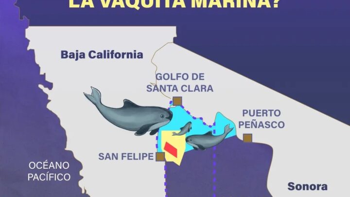 Vaquita marina: AMLO abandonó proyecto para su conservación.