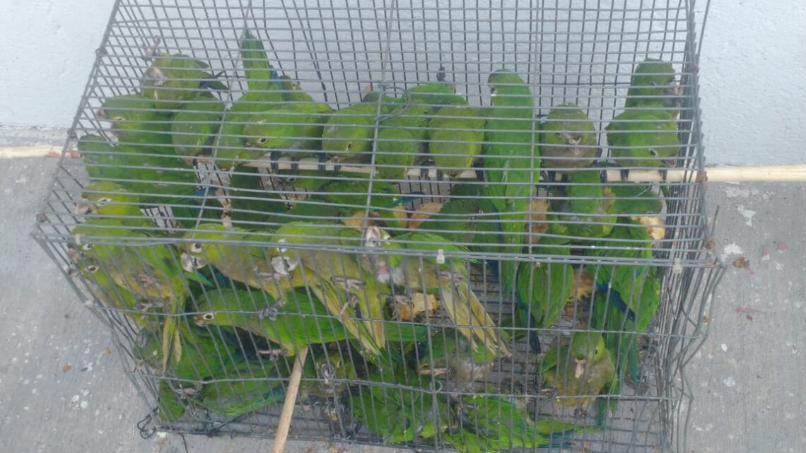 Profepa aseguró 30 pericos destinados a la venta ilegal